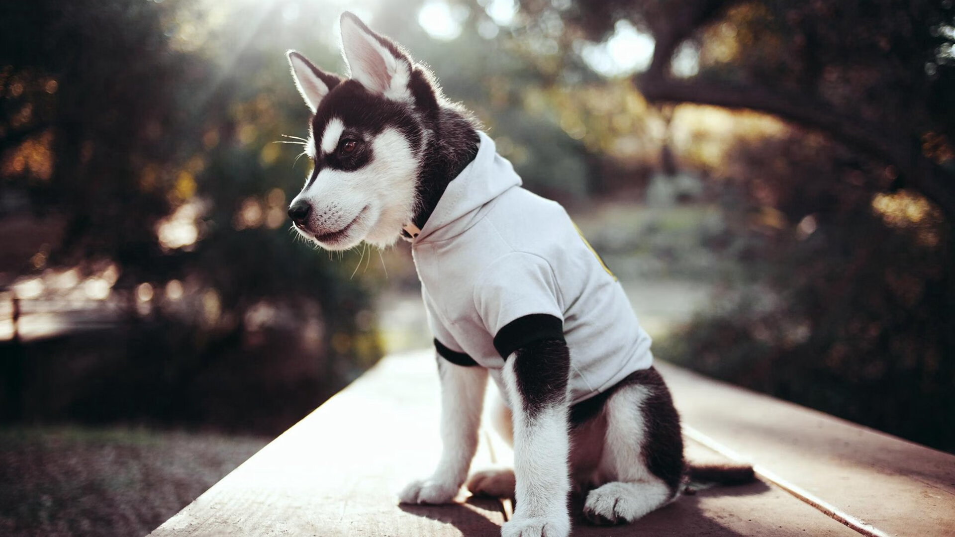 霍勒迪存在感拉满！爵士力克浙江，诠释现代篮球的唯一性